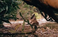 Kangaroo resting near the Community Club