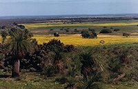 Eneabba plain - 2 km south-east