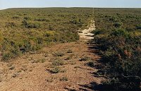 One of bush tracks on the Ocean Hill