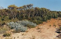 Another bush track