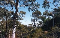 A grove of trees on the 'breakaway'