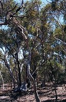 A grove of trees on the 'breakaway'
