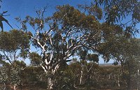 A grove of trees on the 'breakaway'