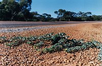 Eneabba-Carnamah Road, ~50 km east of Eneabba.  Watermelon on the side of the road