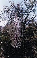Tathra National Park, half-way to Carnamah