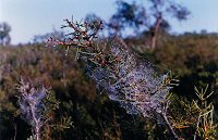 Tathra National Park, half-way to Carnamah