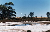 Land salinity, 15 km west of Coorow