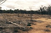 Lake Eganu (~20 km west of Coorow) in dry season