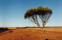 5 km east of Eneabba