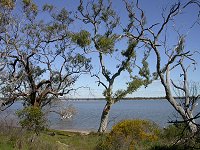 Lake Indoon - north shore