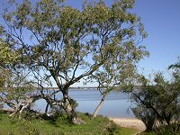 Lake Indoon - north shore
