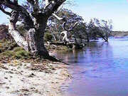 Lake Indoon - north shore