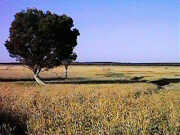 Dry Lake Logue - summer