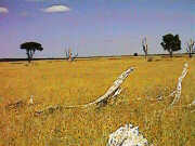 Dry Lake Logue - summer