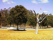 Dry Lake Logue - summer