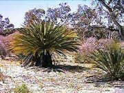 Cottonwool palms