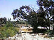 Brumbies (wild horses) on the track