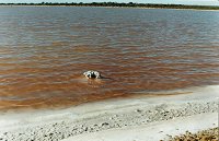 Salt Lakes, ~30 km west of Eneabba, 1 km to the coast