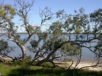 Lake Indoon - north shore