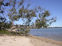 Lake Indoon - north shore