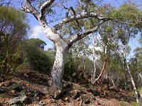 A grove of trees on the 'breakaway'
