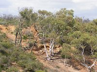 A grove of trees on the 'breakaway'