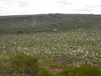 Driving through the bush