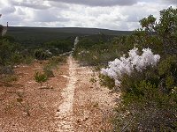 Bush track