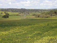 Eneabba farmland