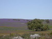 Eneabba landscape