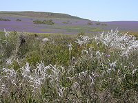 Eneabba landscape