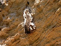 Stockyard Gully Cave - a beehive near the upstream entrance