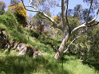 To the south of the Stockyard Gully Cave upstream entrance
