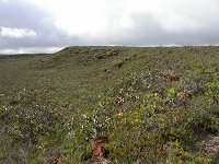 Eneabba landscape