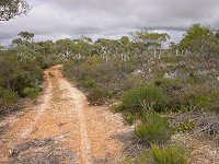 Bush track