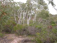 Eneabba landscape