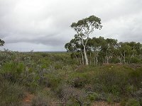 Eneabba landscape