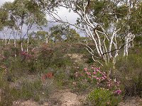 Eneabba landscape