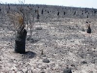 20 December 2004