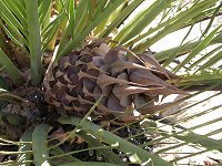 3 years and 3 months after the fire - palm seed