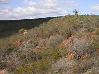 Eneabba landscape