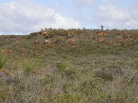Eneabba landscape