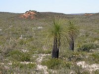 Eneabba landscape