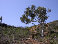 A tree on the 'breakaway'