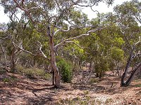 A grove of trees on the 'breakaway'