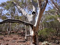 Galahs' nesting tree