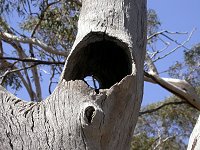 The nest