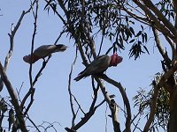 Nest's inhabitants