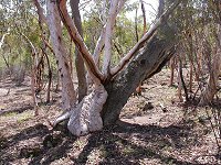 A new tree growing on the old one