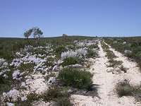 Eneabba landscape